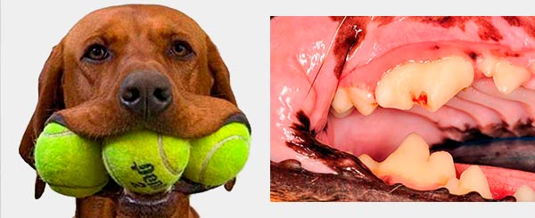 Denti dei cani danneggiati