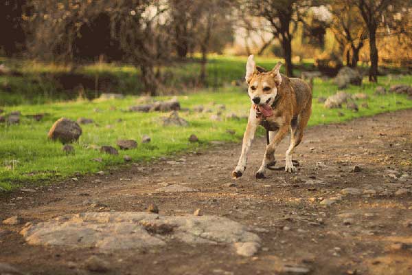 controllo del cane