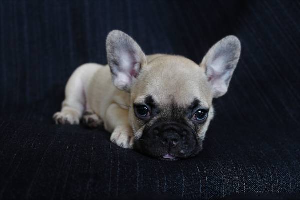 cuccioli dell'est